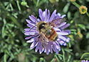 Bombus terrestris